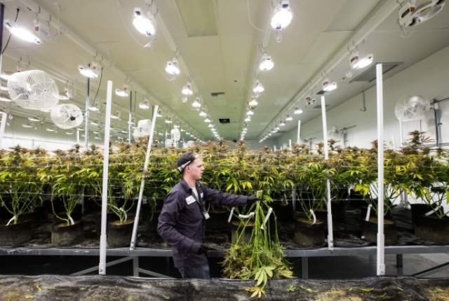 Harvest at a Las Vegas Medical Marijuana Grow Warehouse